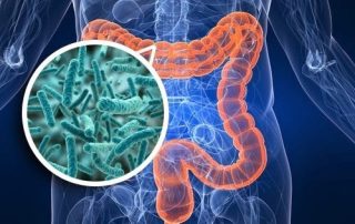 gut bacteria illustration